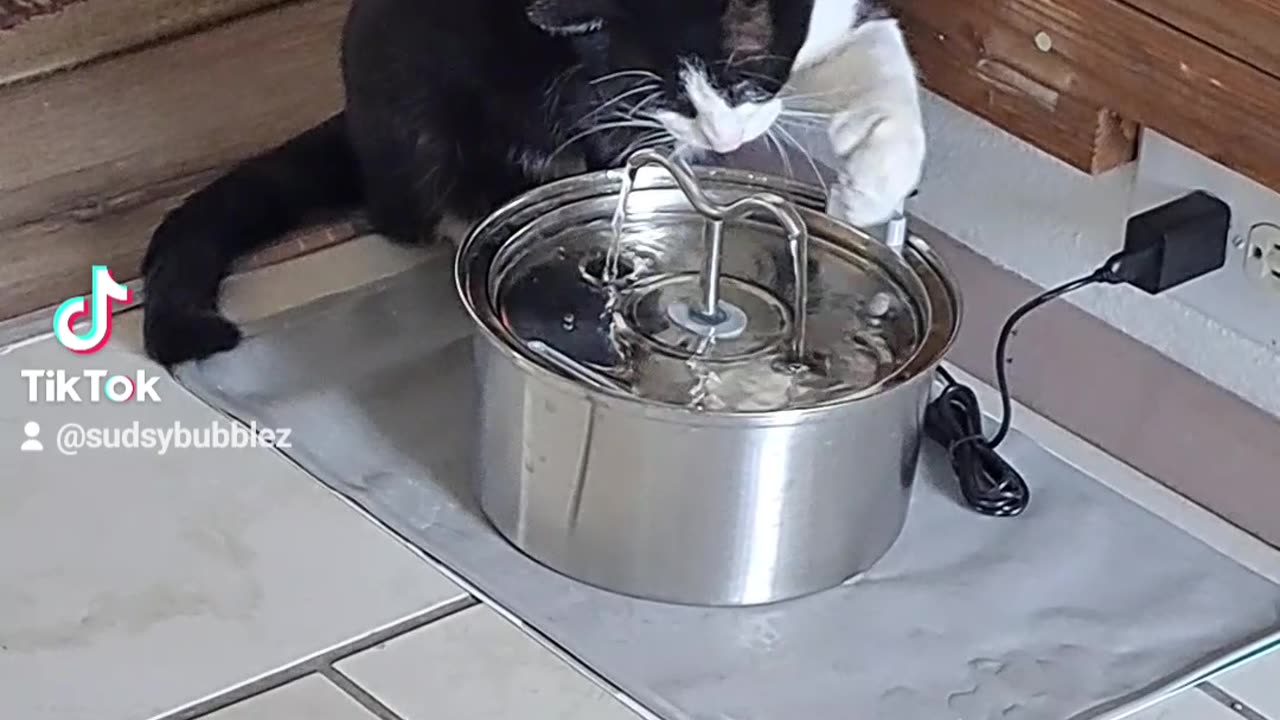 Kitten licking his Polydactyl Toes