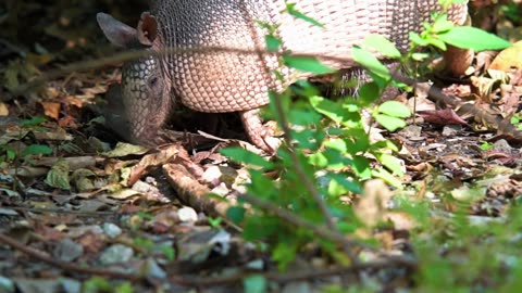 Armadillo Feeding