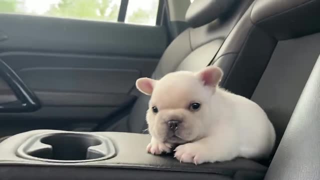 my French bulldog is on his way to his new home