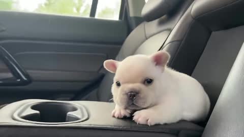 my French bulldog is on his way to his new home