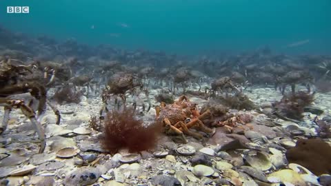 Stingray Ambushes Army Of Crabs | Blue Planet II | BBC Earth