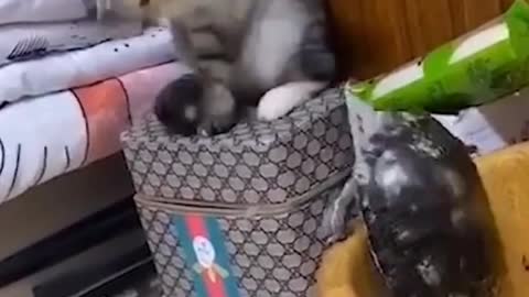 funny cat videos try not to laugh|| funny cat video