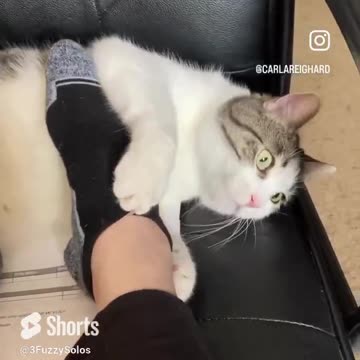 Caturday--What am I going to do?