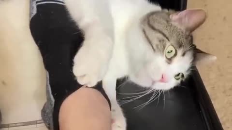 Caturday--What am I going to do?