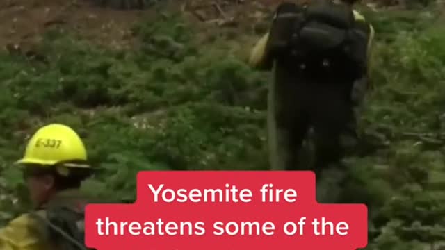 Yosemite fire threatens some of the world's oldest trees