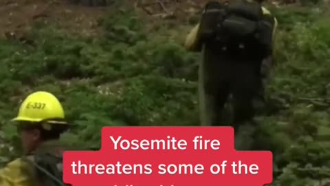 Yosemite fire threatens some of the world's oldest trees