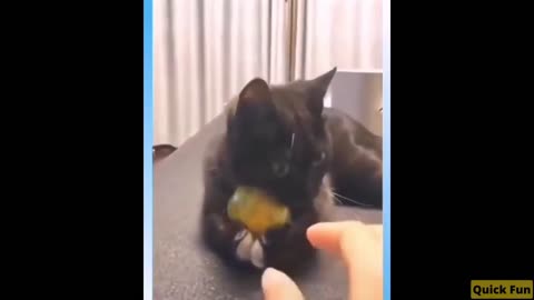 Dogs and Cats Very Funny Videos