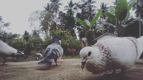 DOVES BUSY PICKING BREAKFAST