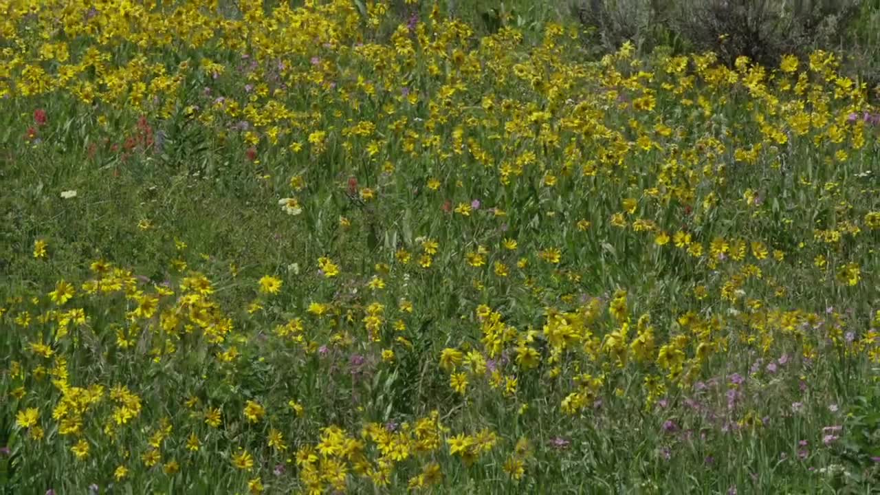 Wildflowers in Yellowstone National Park