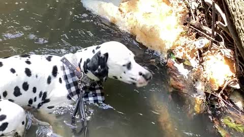 Dalmatian Goes for a Dip