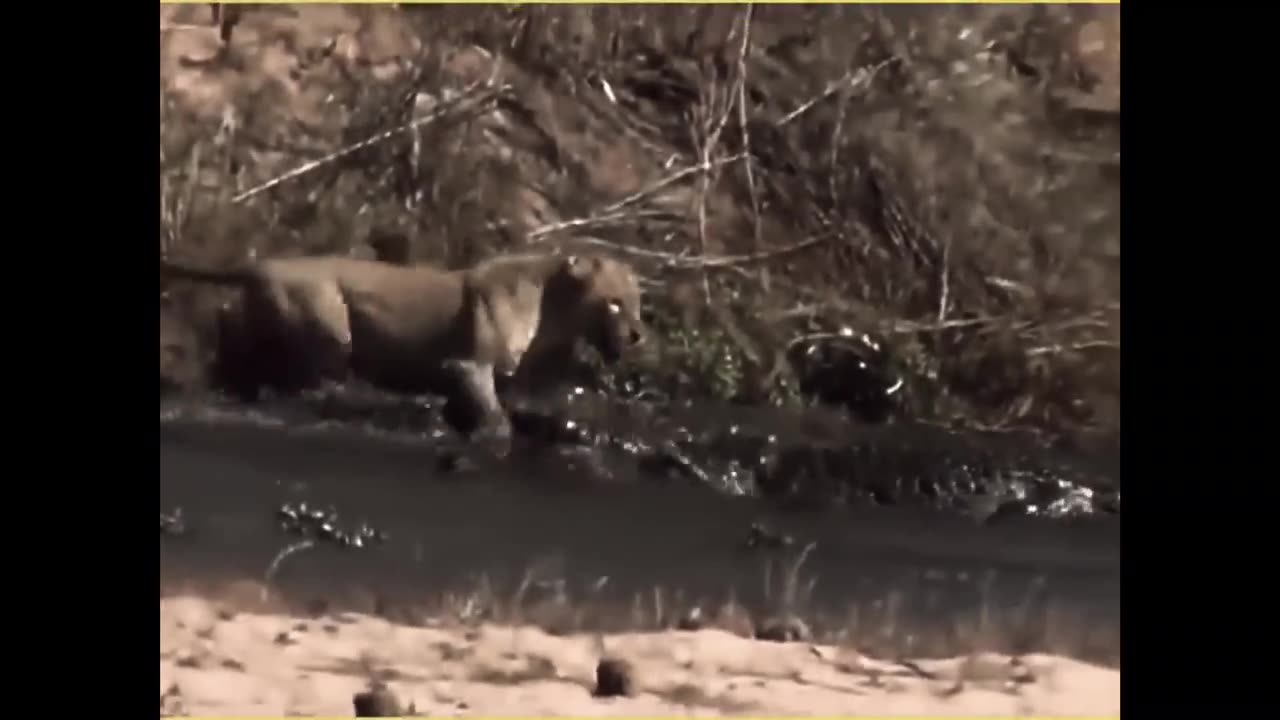 The Great war of the animal kingdom | lion vs crocodile | INTnewz |