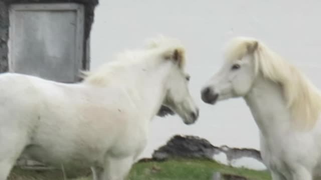 Icelandic Horses Frolicking in front of Skjálfandi Bay