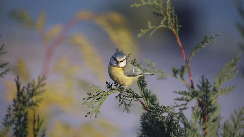 slowmotion bird flying