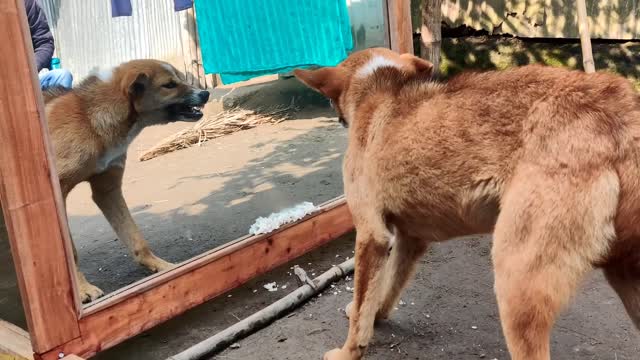 Funny Mirror Prank on Dog | Funny Reactions