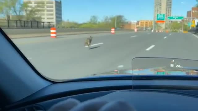 Person Comes Across Coyote Running Alongside Car While Driving on Exit Ramp