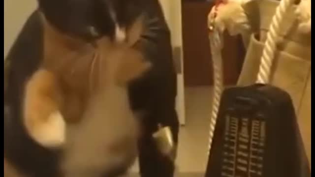 What is the cat surprised to see?