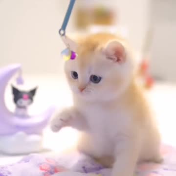 Fanny cat videos | kitty cat video | Cute cat videos | Pet Animal video |