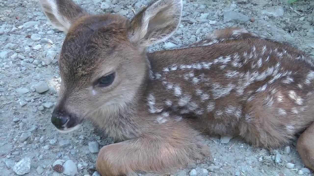 Baby Deer calls Logger "Mom".