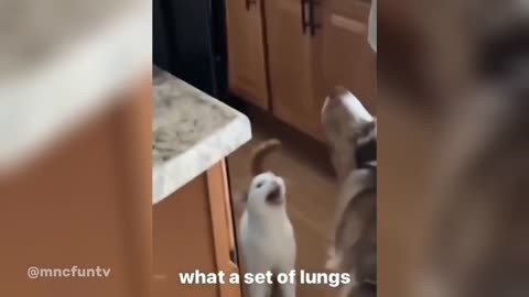 Funny Animals 2024 🤣 - Cute Cats And Dogs Videos (22)