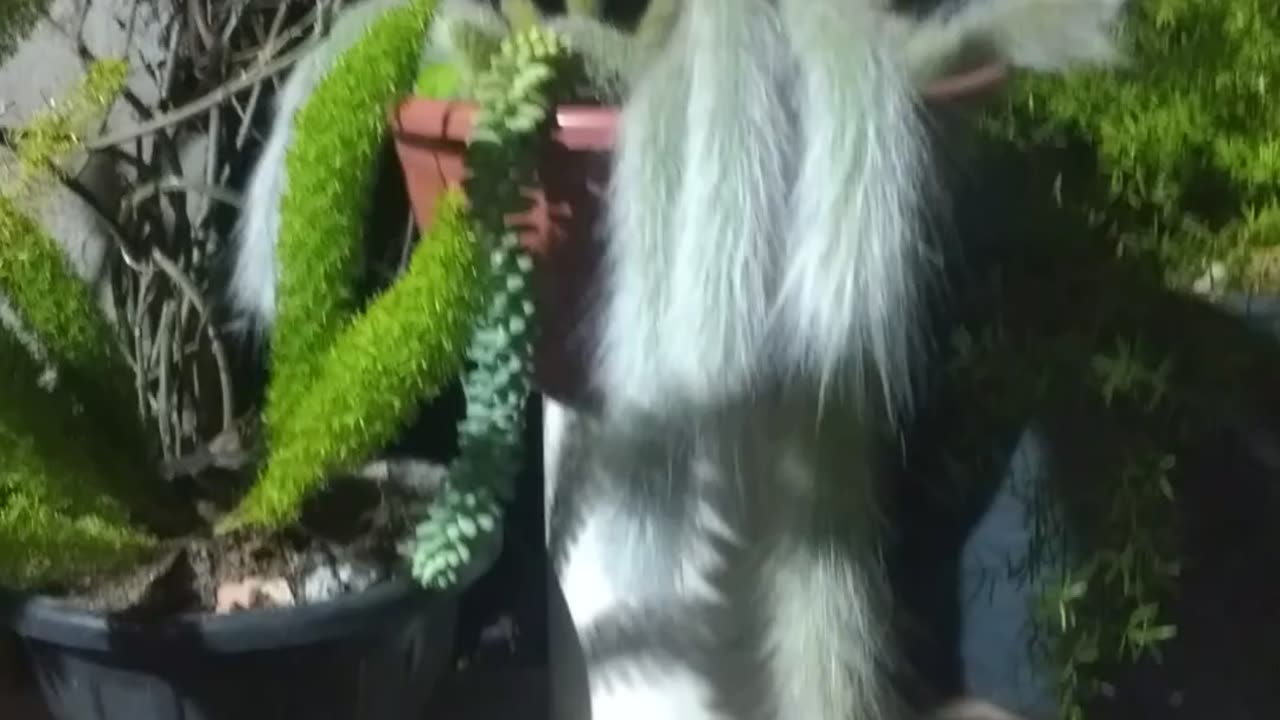 Suculenta rabo de macaco floripa