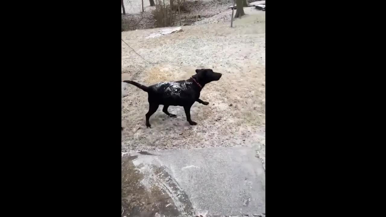 Funny Animals Fails Compilation #12 Laugh all you want 🤣