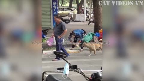 Funniest animal video