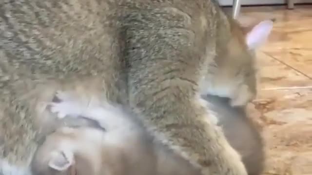 lovely cat
