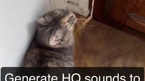 Meow sounds attract to cats