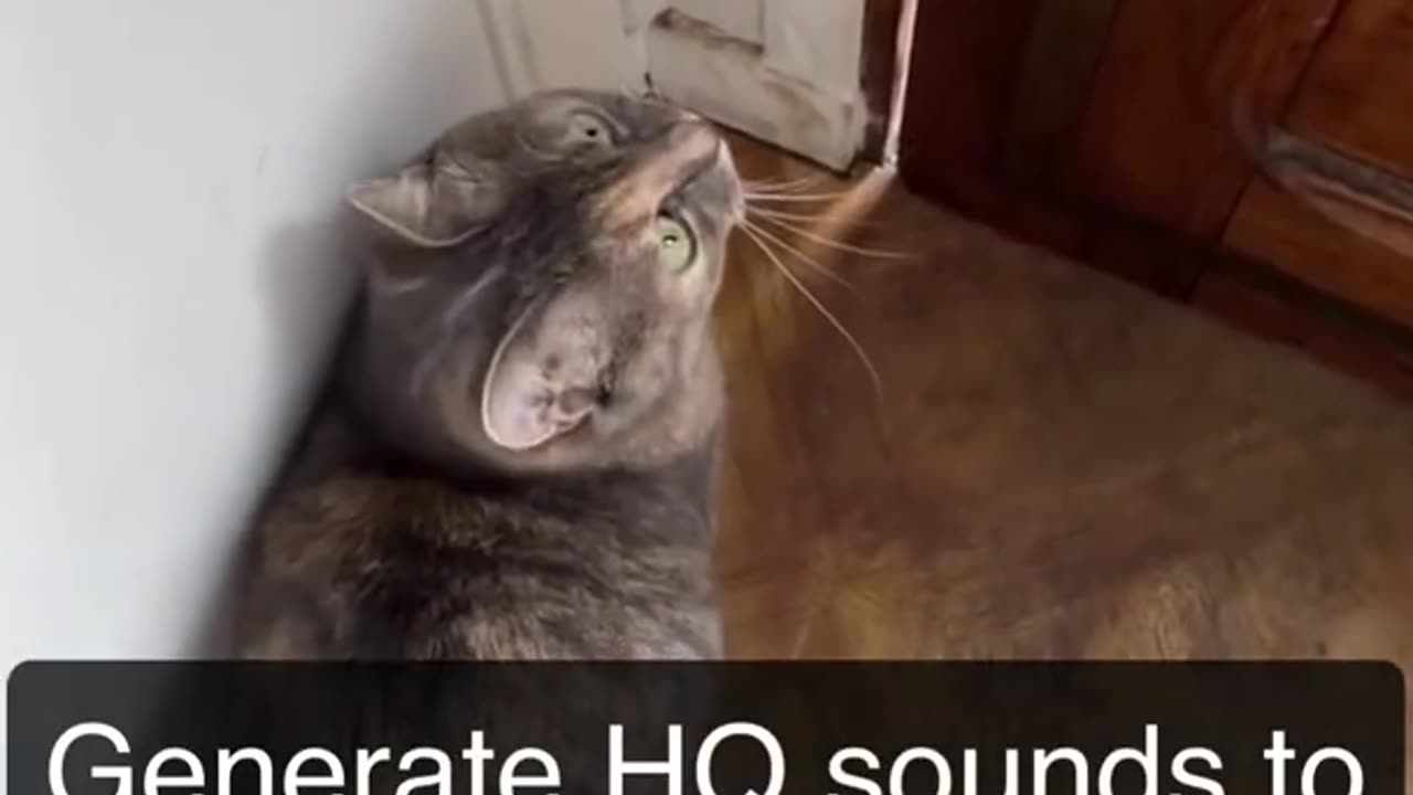 Meow sounds attract to cats