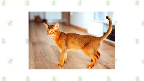 LOW MAINTENANCE CAT BREEDS