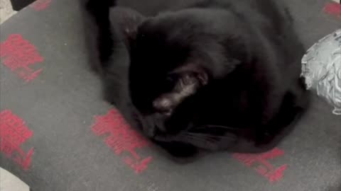 Adopting a Cat from a Shelter Vlog - Cute Precious Piper Prepares Her Christmas List #shorts