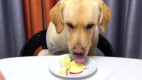 The owner's joke with the dog