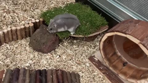 Freddie being goofy in his new home