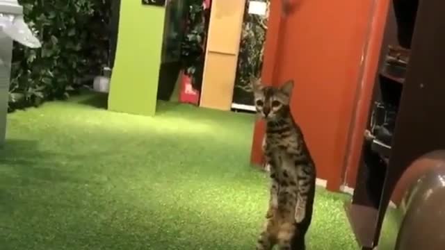 A cat standing up