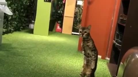 A cat standing up