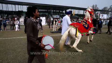 Horse dancing to the rhythm of dhol_ Only in India