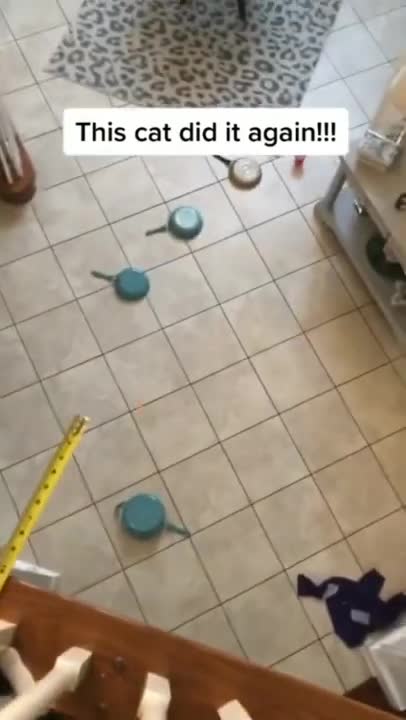 Cat said “No Way Let Me Go Make Sure” 💕