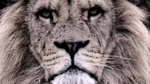 The tiger is afraid of the heart of the two sides of the knife