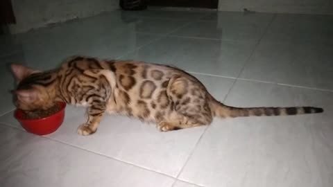 Bengal cat