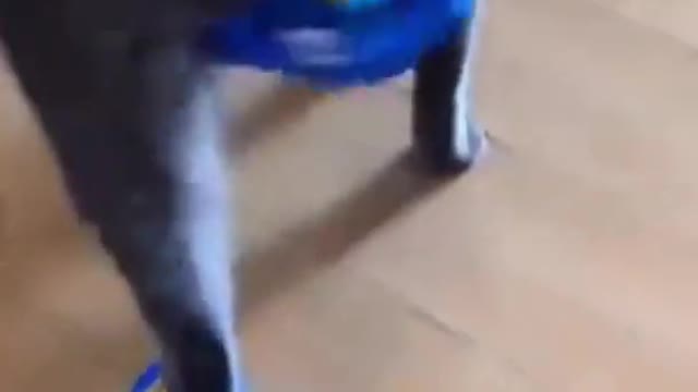 Delhi having fun wearing slippers। Cat Training video