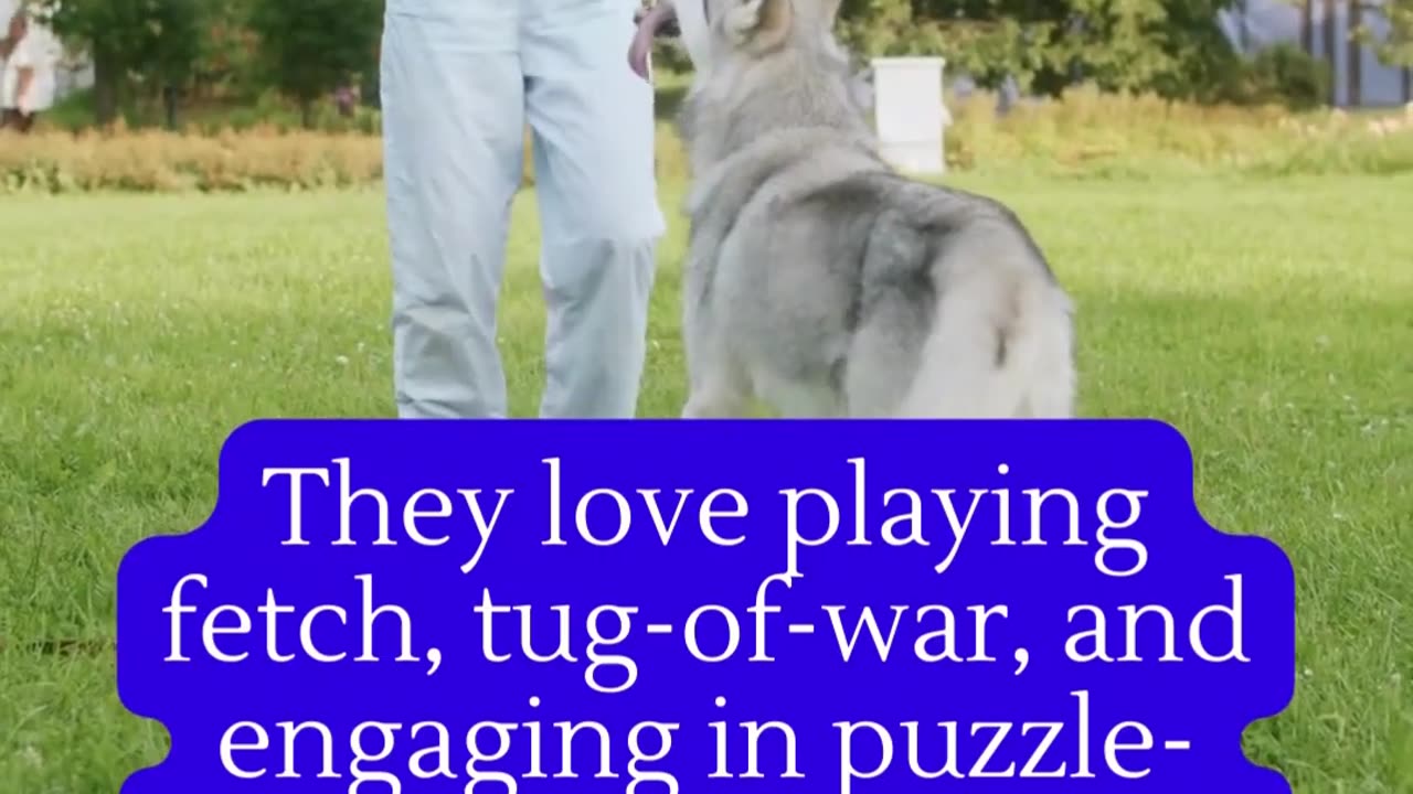 Best animal fact|| dog facts|| dogs behaviour||