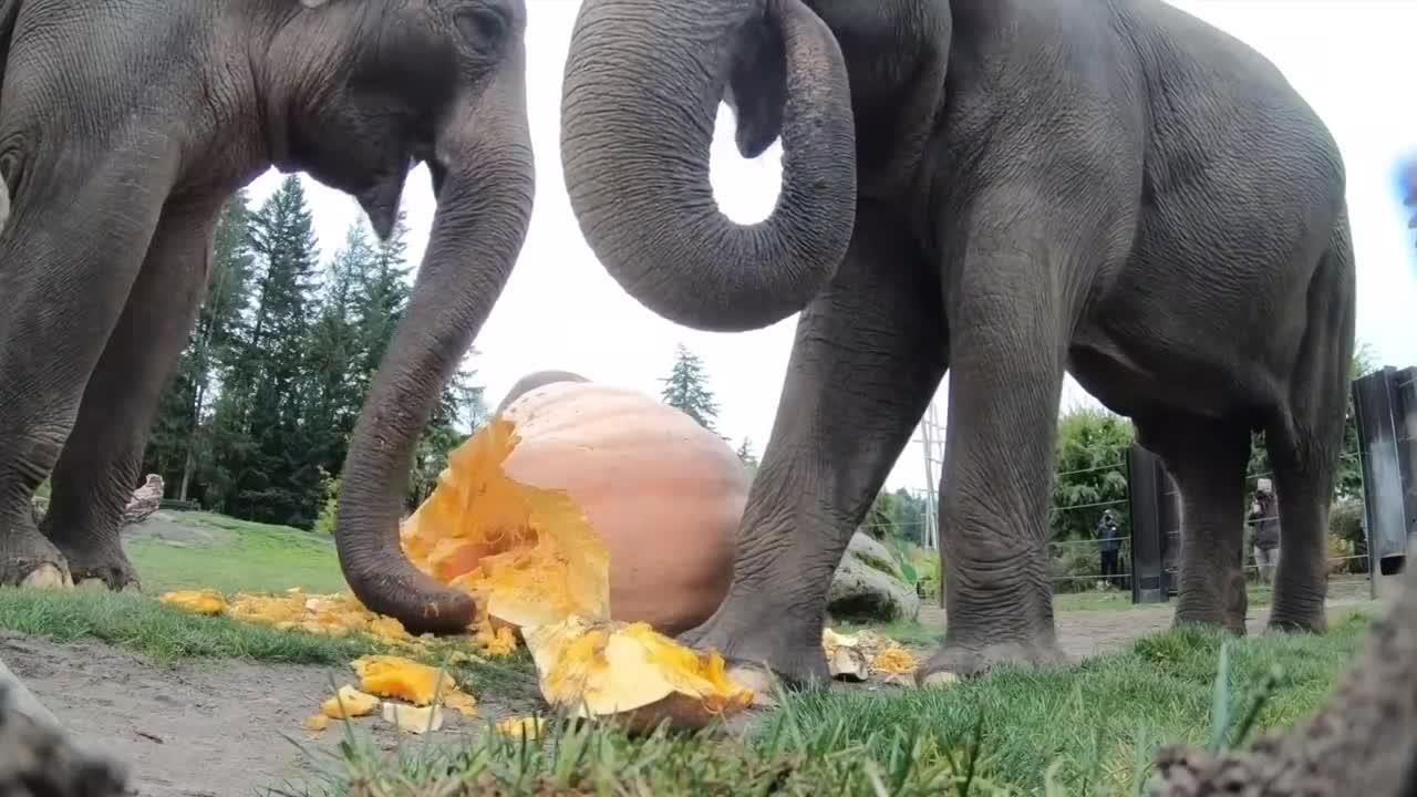 Elephant Smash Giant Pumpkins