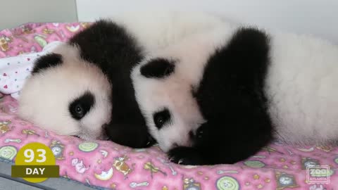 The first 100 Days of Mei Lun and Mei Huan