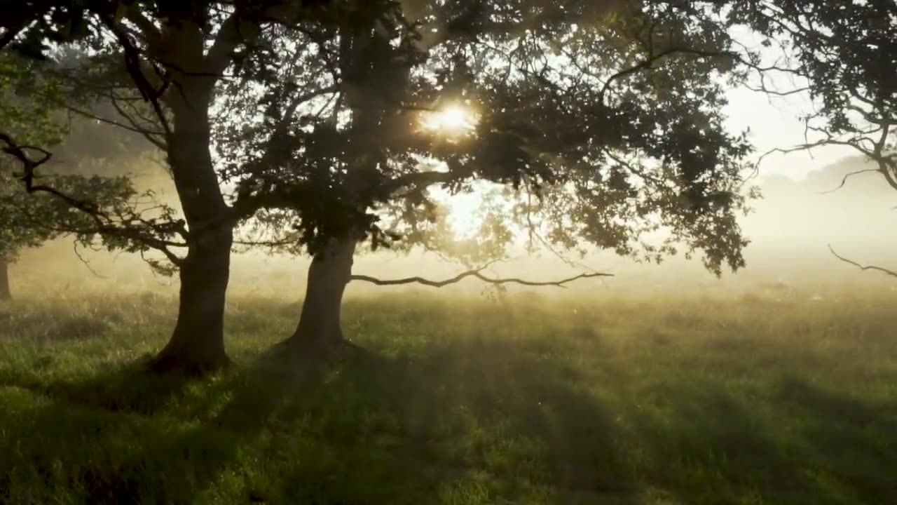 Forest lover's watch full video