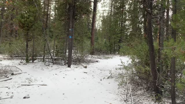 Pine Tree Forest in Snow – Central Oregon – Edison Sno-Park – 4K