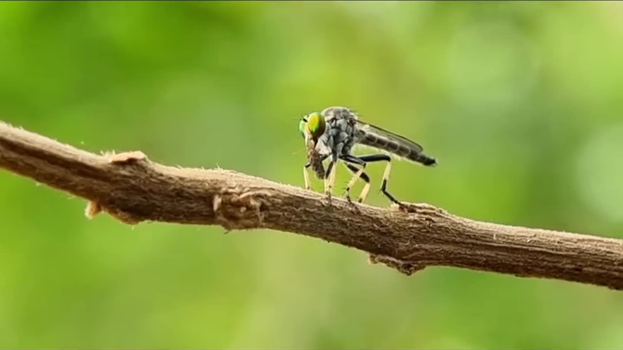 Wildlife's is in closer view with natural perspective.