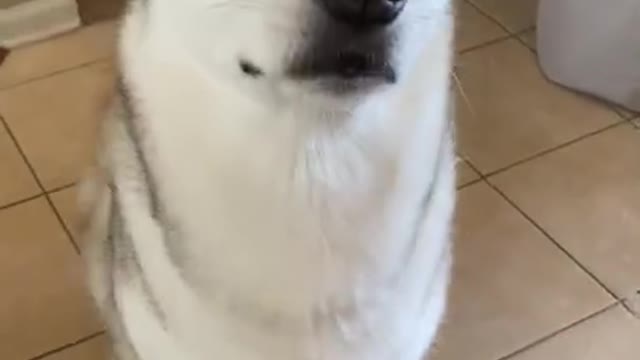 HUSKY SAYS I LOVE YOU!