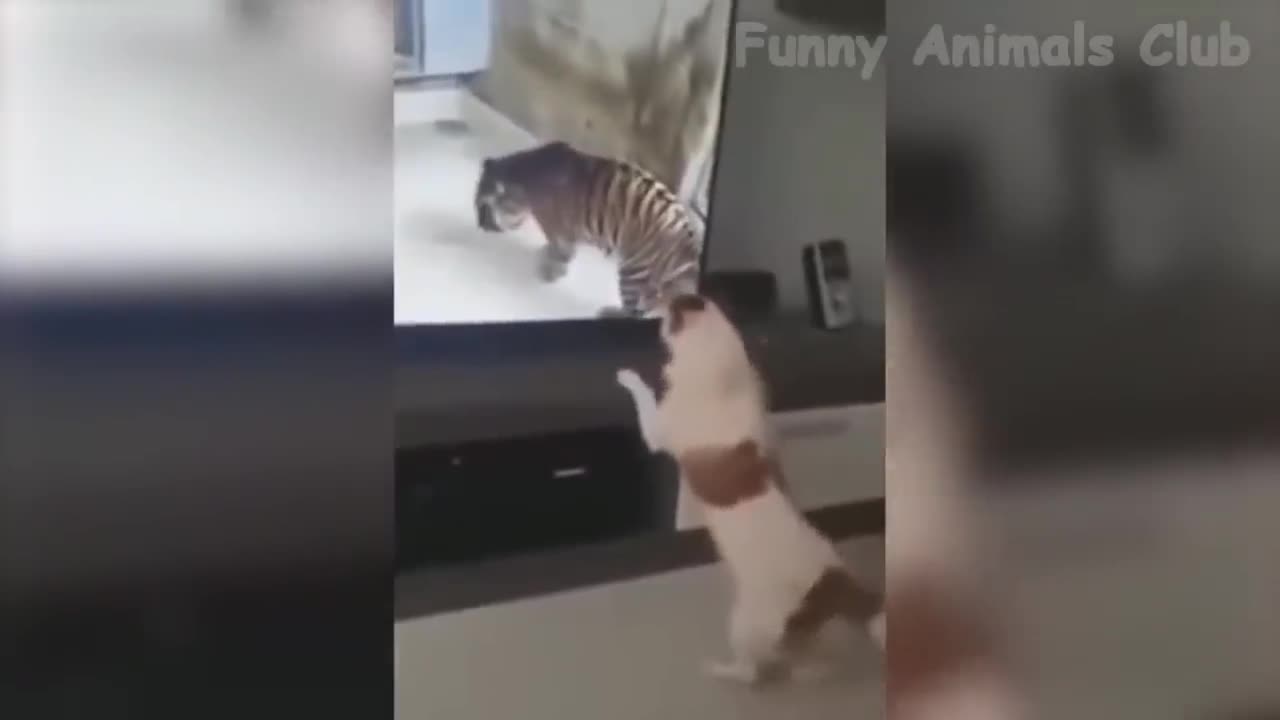 Funny Animal Videos 2022 😂