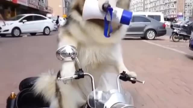 Funny And Cute Huskey Puppies Compilation