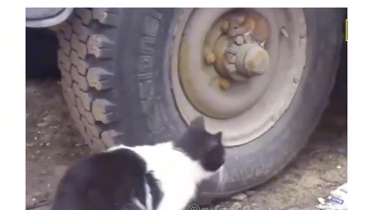 Car and Mouse hide &seek video